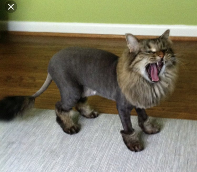 Мейн кун и персидский кот