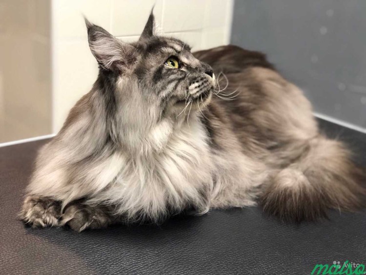 Стриженный Мейн кун