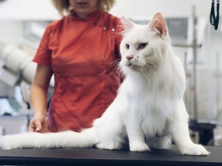 Грумминг Мейн кунов