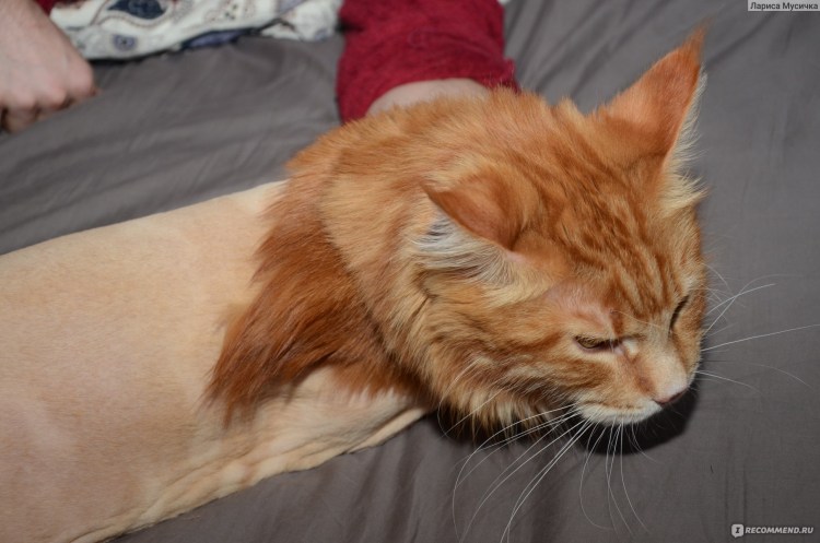 Стрижка Мейн куна подо Льва