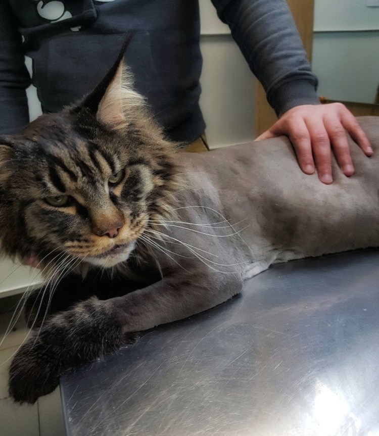 Мейн кун стрижка