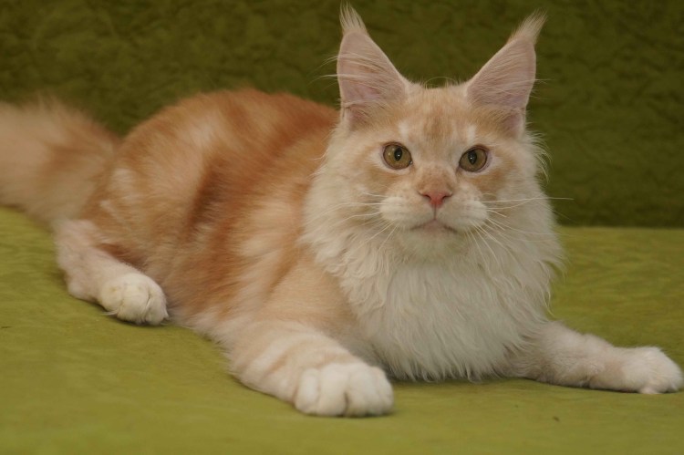 Шотландский Мейн кун