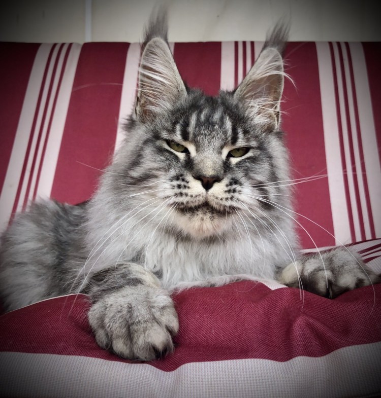 Мейн куны стрижка