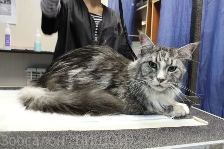 Мейн кун стрижка