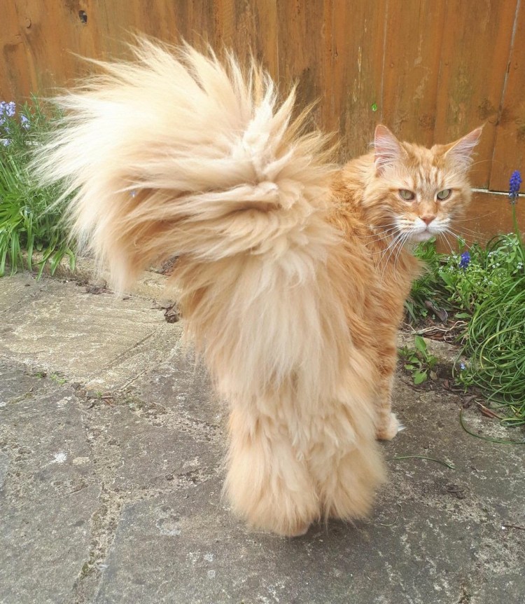 Мейн кун стрижка под Льва