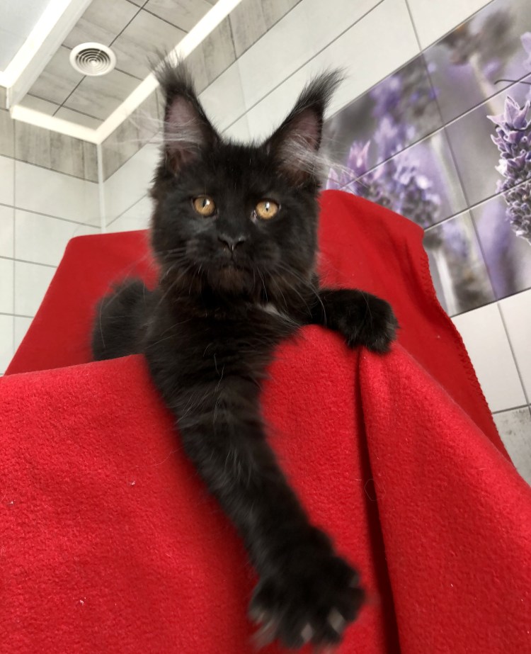 Стрижка кота Мейн куна