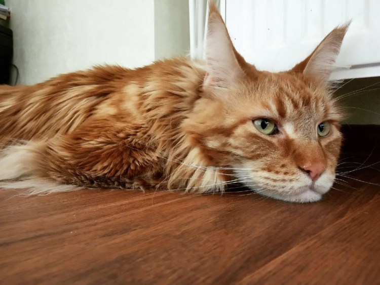 Стрижка Мейн куна подо Льва