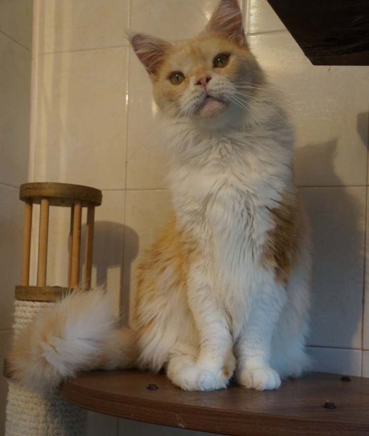 Грумминг Мейн кунов