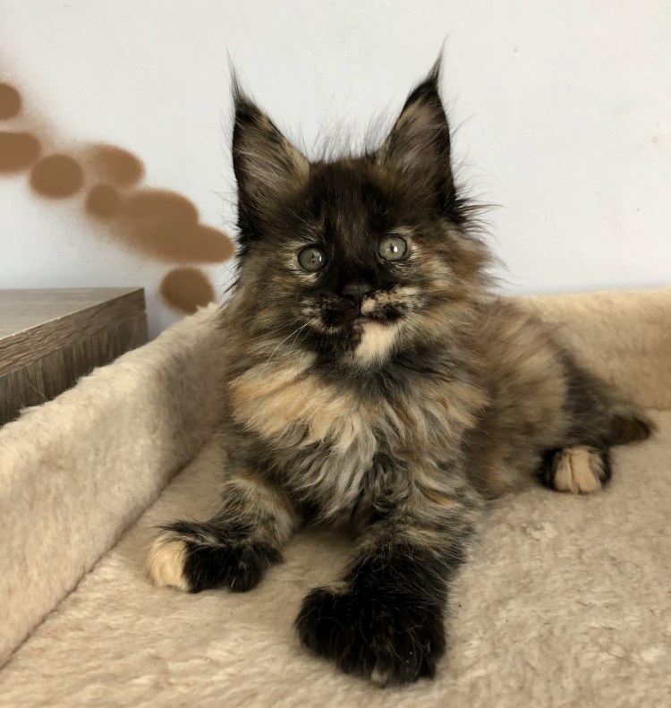 Мейн кун шерсть