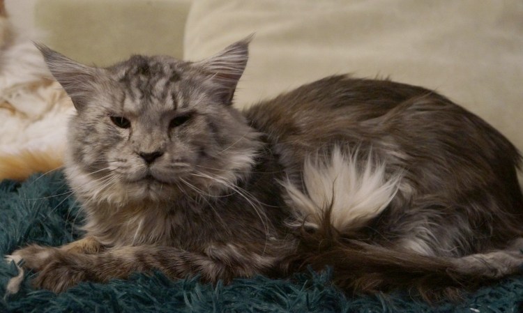 Стрижка Мейн куна