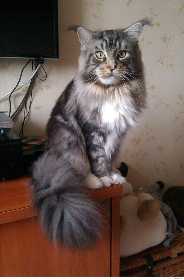 Стрижка Мейн куна