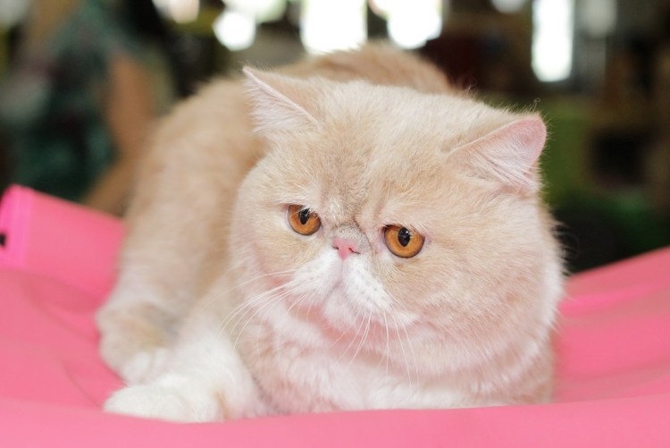 Персидская короткошерстная кошка экзот