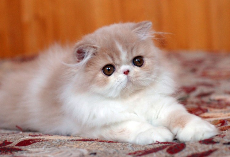 Экзот кошка рыжая