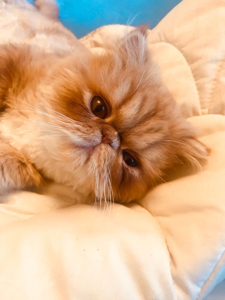 Манчкин черепаховый окрас