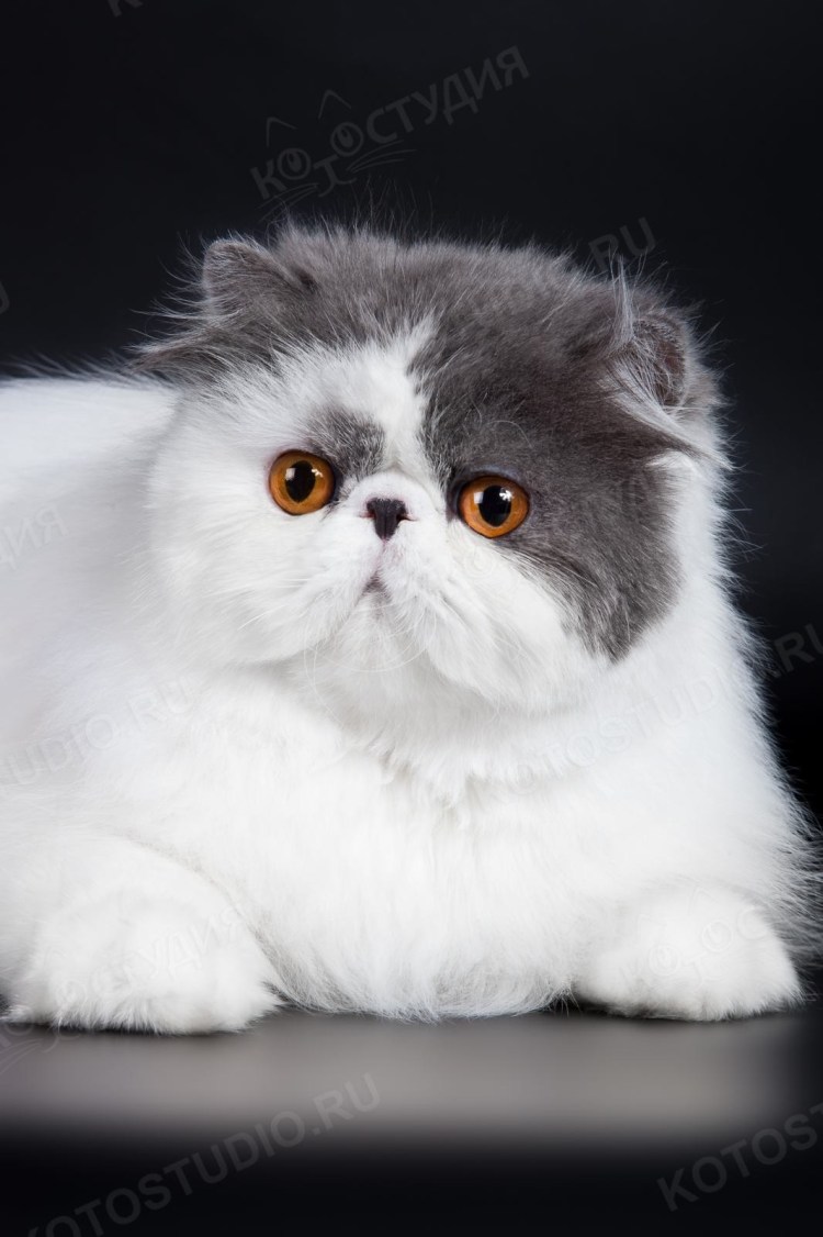 Персидская шиншилла экзот