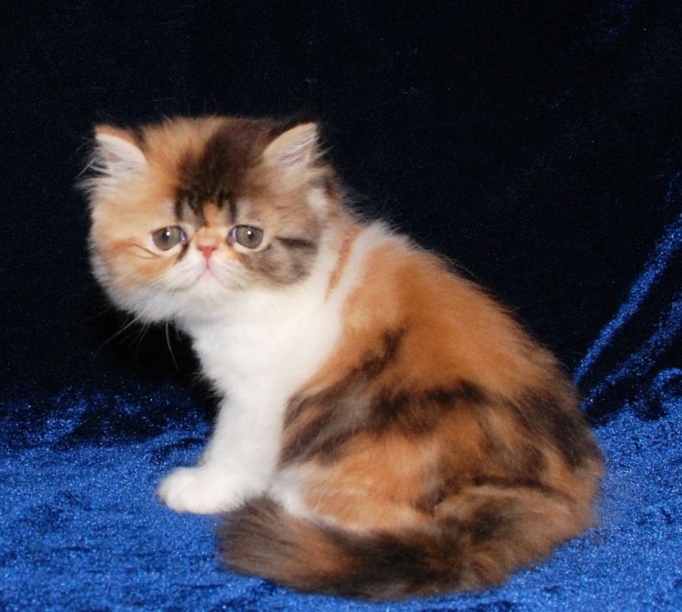 Кошки с приплюснутой мордой