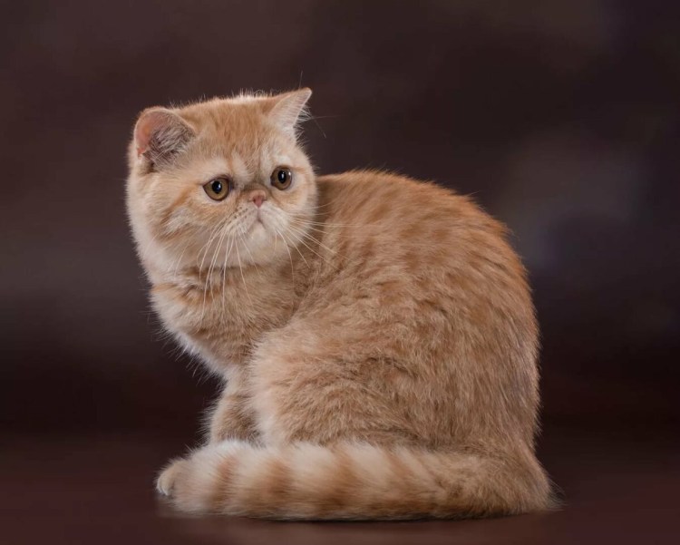 Кот перс экзот