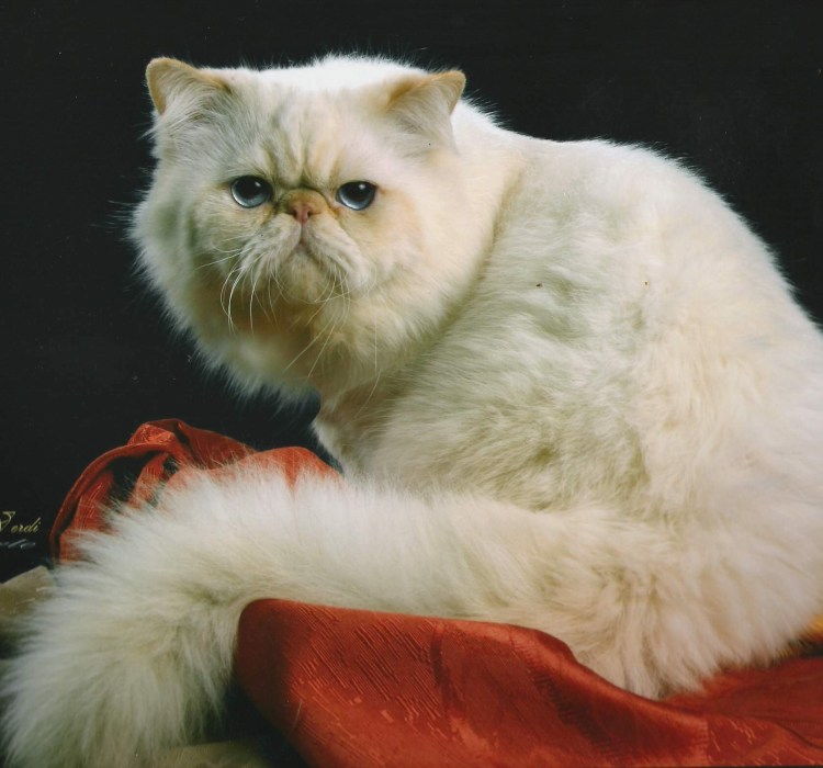 Персидский экзот