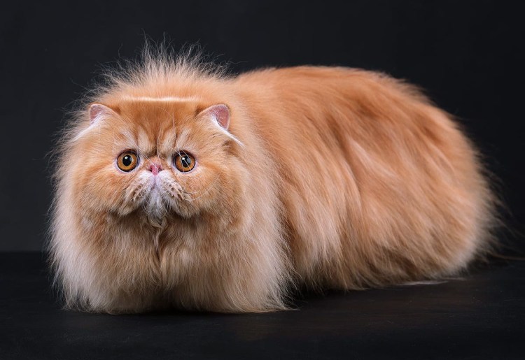 Короткошерстный экзот черный