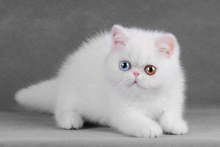 Персидский котенок экстремал экзот