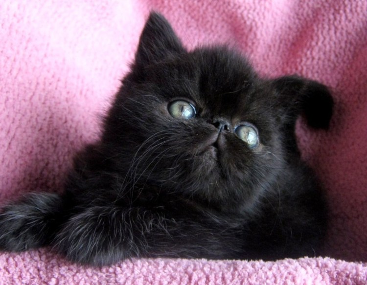 Кот перс экзот рыжий