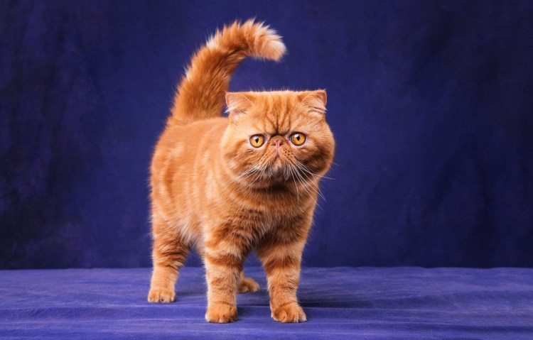 Кот экзот кремовый