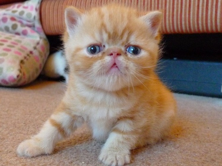 Экзот кошка черная