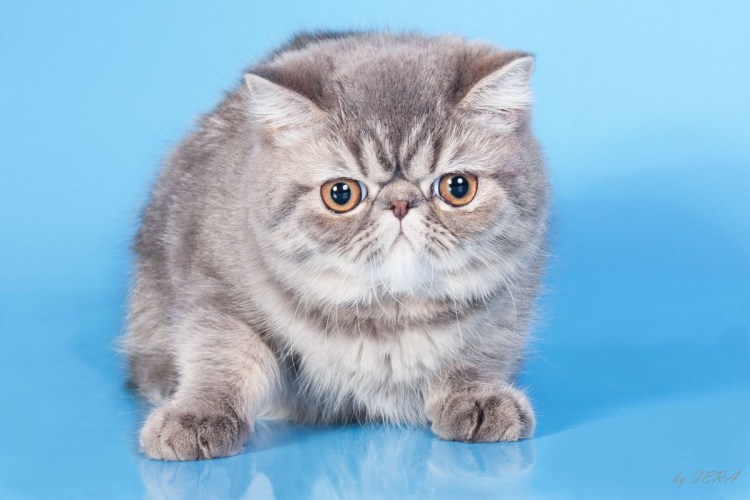 Вислоухий экзот Манчкин