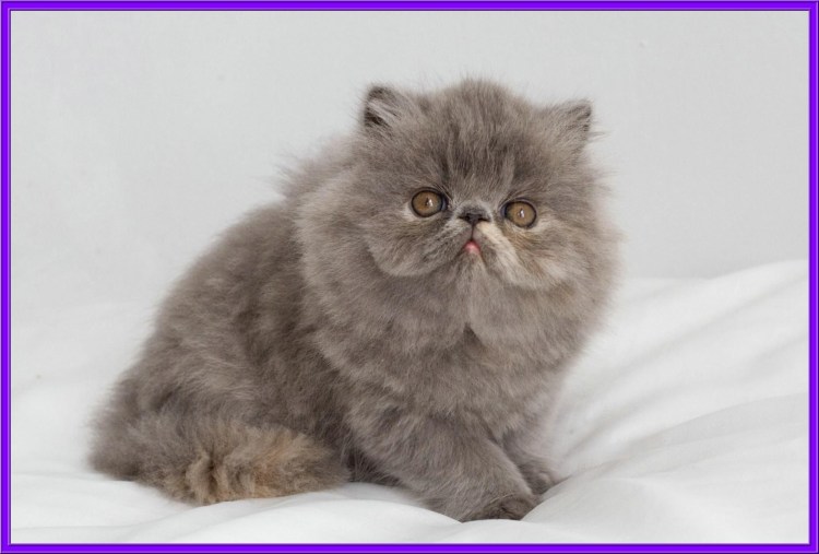 Перс экзот длинношерстный