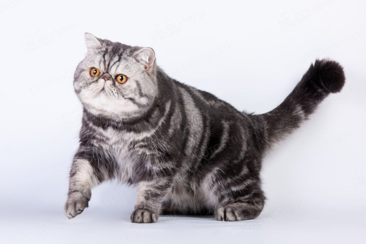 Персидский кот экзот черный