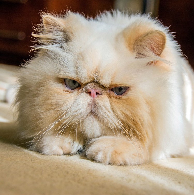 Экзотическая короткошерстная кошка