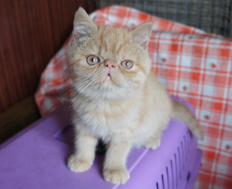 Британская кошка экзот