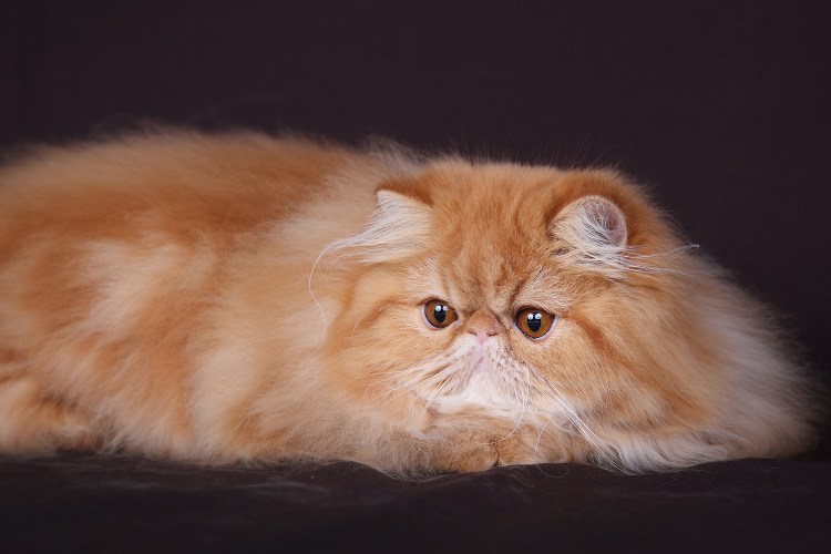 Котик экзот рыжий на маленькой кроватке