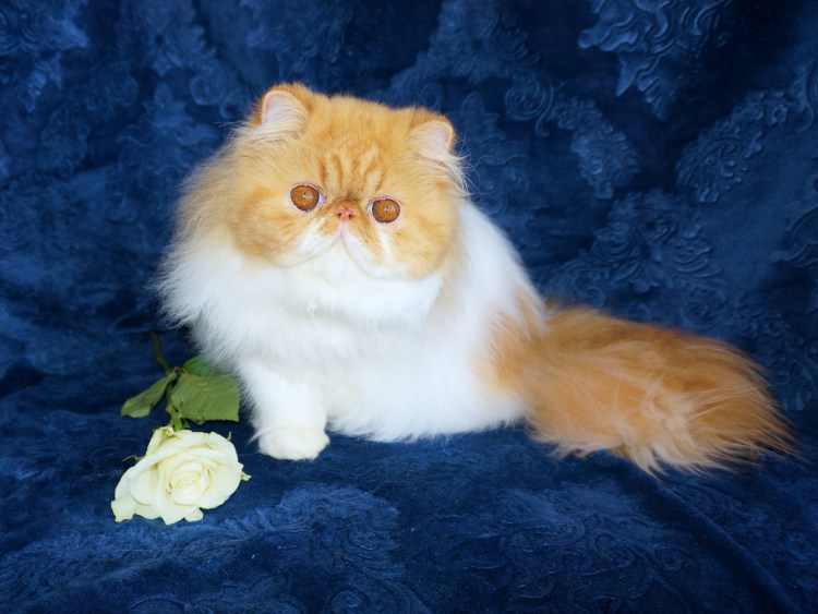 Персидский Пекинес кот