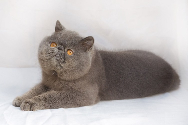 Перс экзот длинношерстный