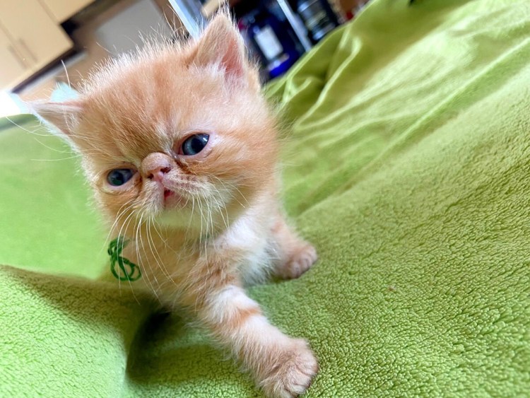 Кот американский экзот