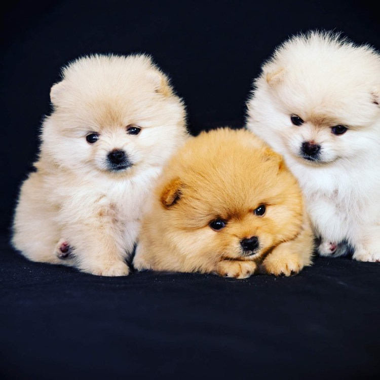 Померанский шпиц малыш