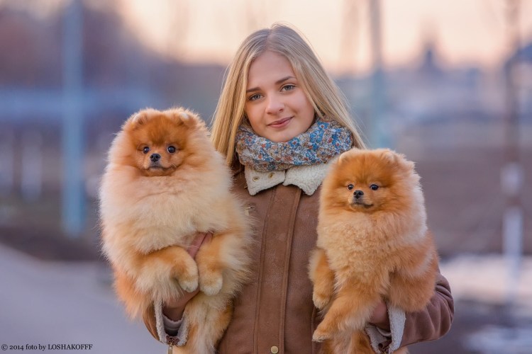 Померанский шпиц гигант