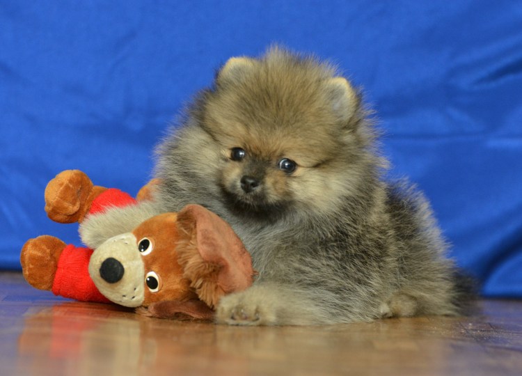 Померанский Пуппи