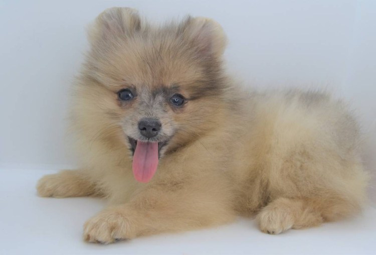 Померанский шпиц и дети