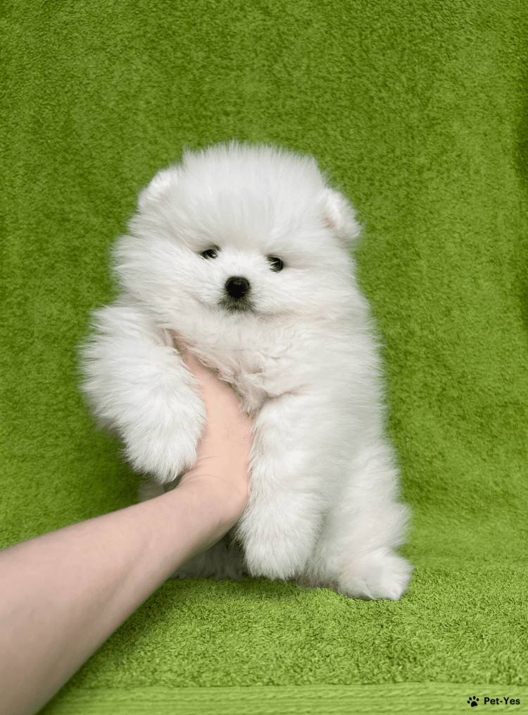 Шпиц и котенок