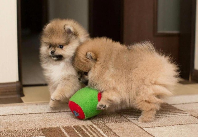 Померанский шпиц медвежьего типа