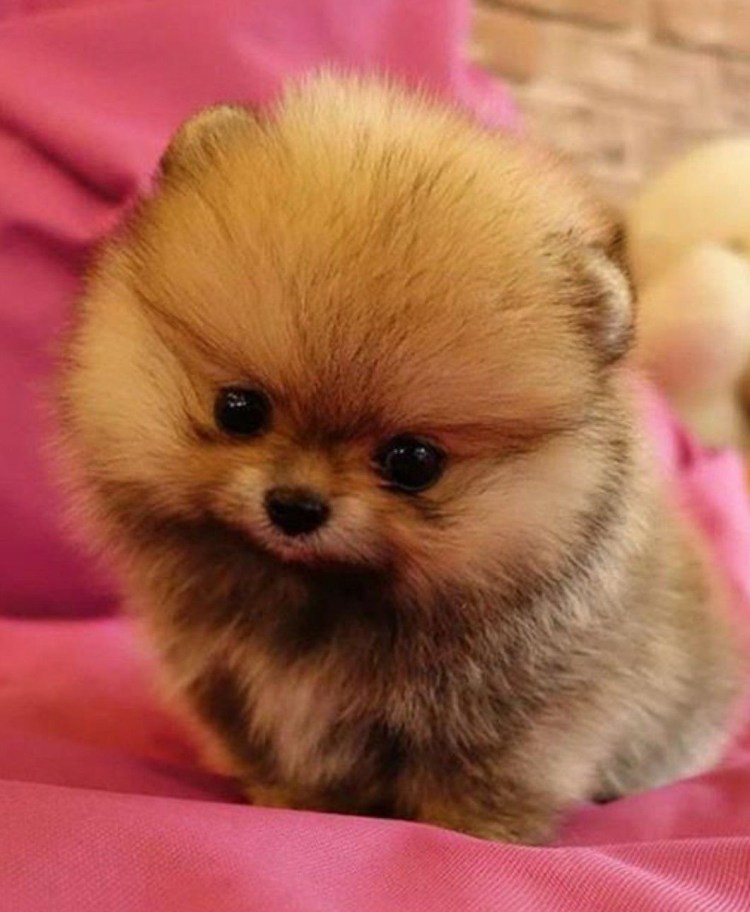 Померанский шпиц Boo