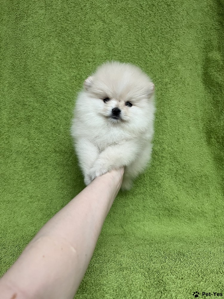 Померанский шпиц рисунок