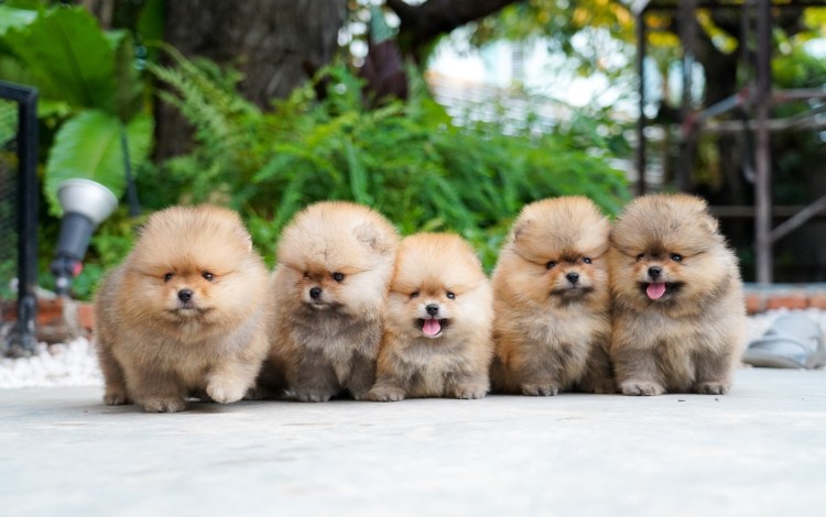 Померанский шпиц Браун