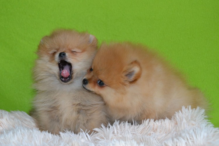 Померанский шпиц Jiff