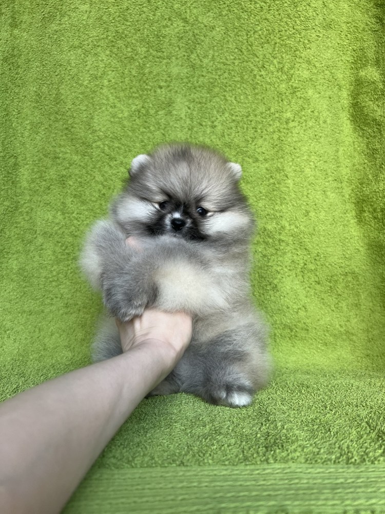 Карликовый шпиц Медвежонок