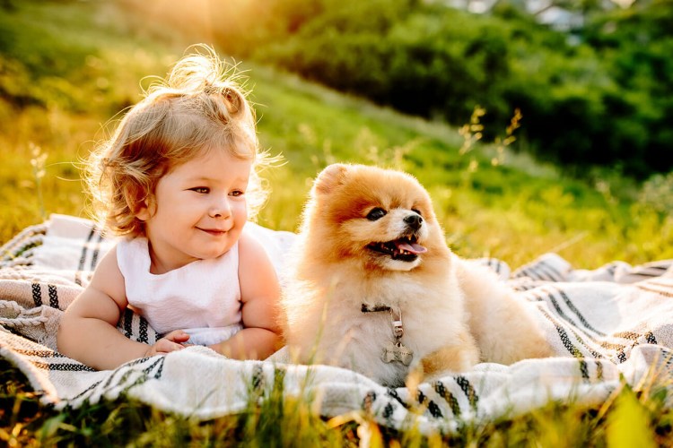 Померанский шпиц и дети