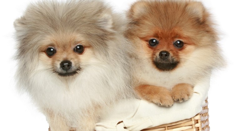 Померанский шпиц породы собак