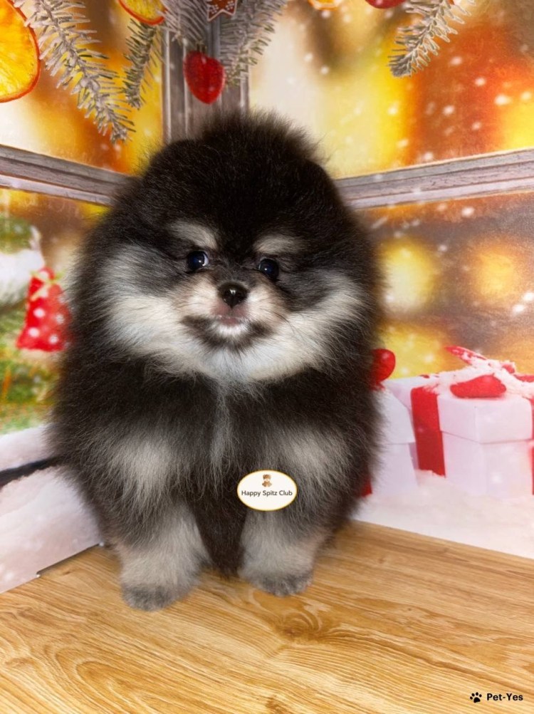 Померанский шпиц белый корейский